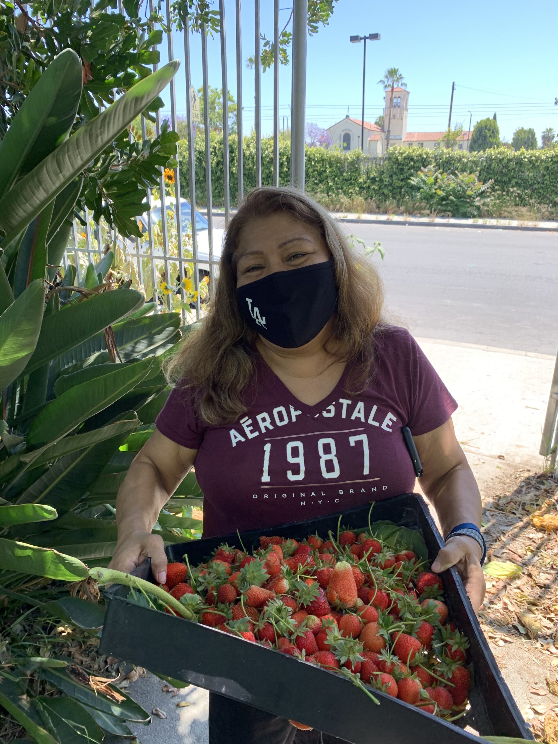 Strawberries going to HACLA elderly